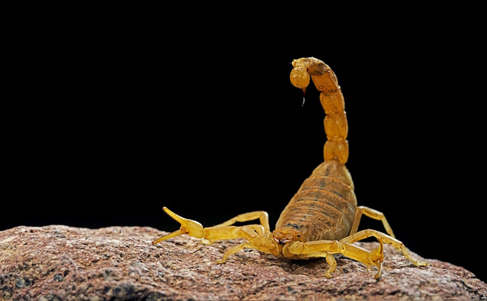 Skorpion der Gattung Buthus