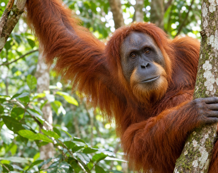 Affe UL(Orang Utan)