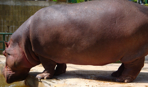 Nilpferd im Zoo Barcelona