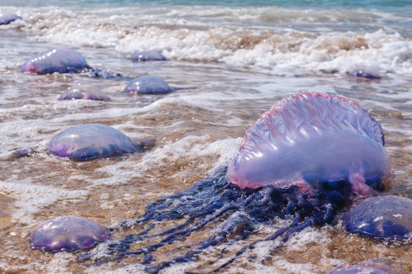 Quallen am Strand
